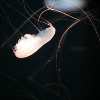 The Majestic Jellyfish