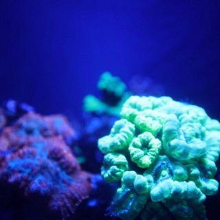 Vibrant Green Coral Under Blue Aquarium Lighting