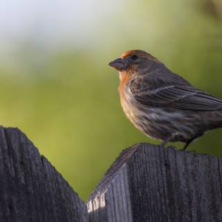 A Finch's Perch