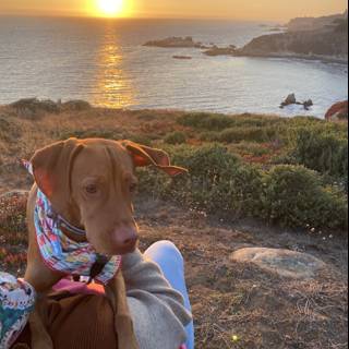 Canine Companion at Sunset