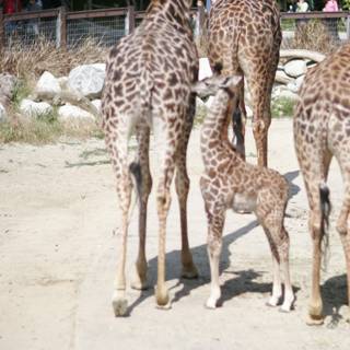 A Gathering of Giraffes