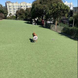 Playful Pup in Lafayette Park