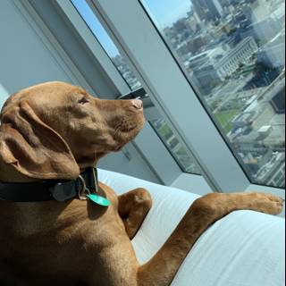 Urban Canine Enjoying the View