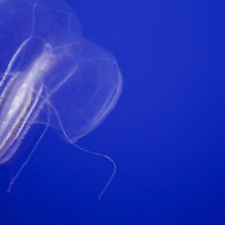 Serene Dance of the Jellyfish in Monterey Bay