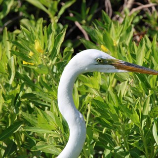 Great Egret Portrait in Lush Green Wetland Vegetation