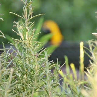 Hooded Oriole Perched Behind Rosemary Branches