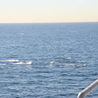 Whale watching from the ship's deck