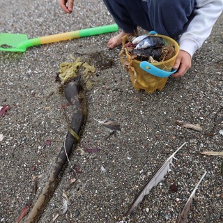 Young Boy Collecting Beach Treasures in Sandy Bucket