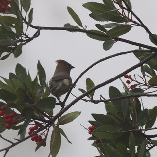 Cedar Waxwing Perched Among Red Berries