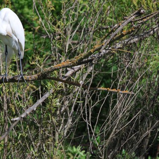 Great Egret Resting on Lichen-Covered Branch in Wetlands