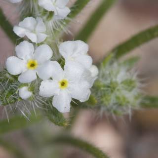 Delicate Geranium Bloom