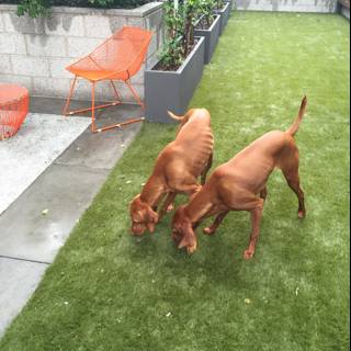Playful Pups in the Backyard