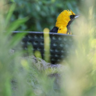 Hooded Oriole Partially Concealed by Foliage
