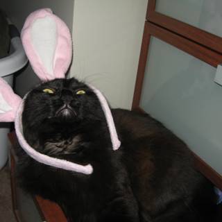Bunny Ears on a Black Cat