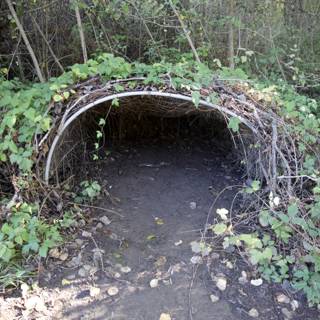 Nature’s Secret Shelter