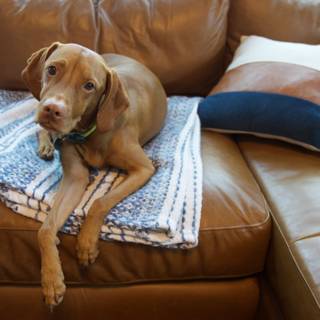 Puppy Paws on Pillows