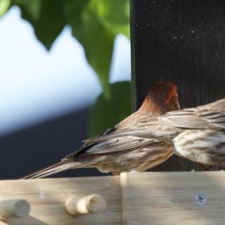 Feathered Companions