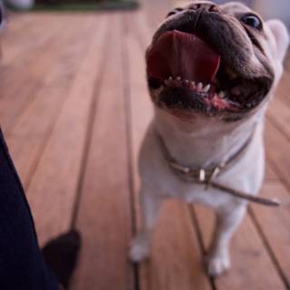 Majestic Bulldog on a Wooden Deck - LA Trip 2023