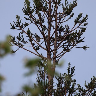 Small Bird Perched in Sparse Conifer Tree