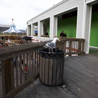 Seagull's Moment on the Boardwalk