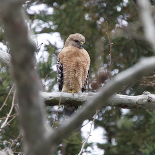 Red-shouldered Hawk Perched on Winter Branch