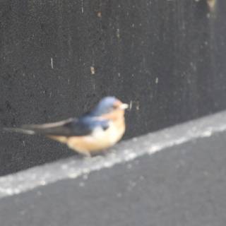 Feathered Serenity