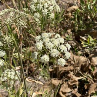 A Blooming Apiaceae in the Fields of Georgetown