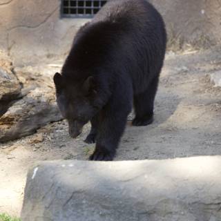 Captivating Stroll of the Black Bear