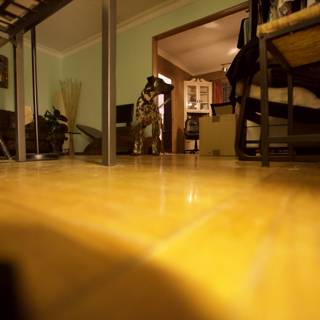 Wooden floors and a decorative plant
