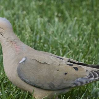 Serene Moment in the Grass