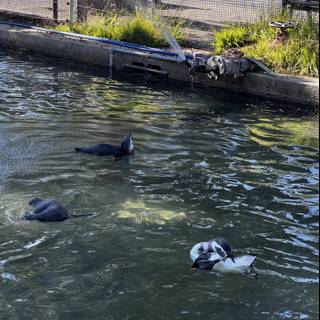 Penguins Splashing around in San Francisco Zoo Pond