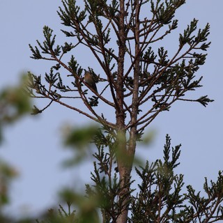 Cedar Waxwing Perched on Sparse Conifer Branch