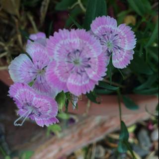 Beautiful Geranium Flowers in Altadena