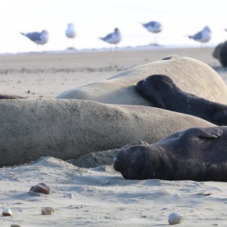 Elephant Seals Resting on Drakes Beach Sand