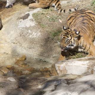Thirsty Tiger Quenches its Thirst