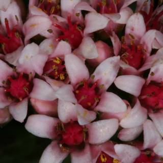 Pink Lily Blossoms with Red Centers