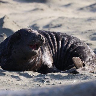 Elephant Seal Pup Resting on Drakes Beach