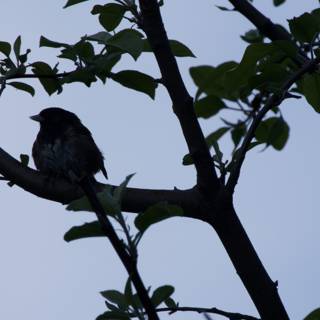 Peaceful Perch