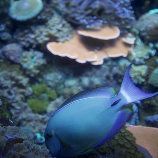 Vibrant Blue Tang Fish Swimming Among Coral Reef