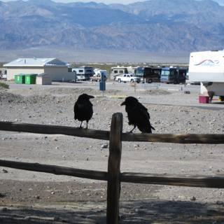 Two Crows on a Fence