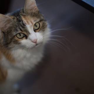 Adorable Calico Cat Locks Eyes with Viewer