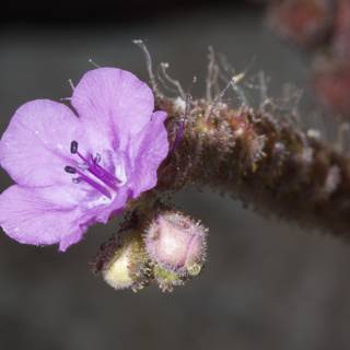 A Solo Purple Geranium