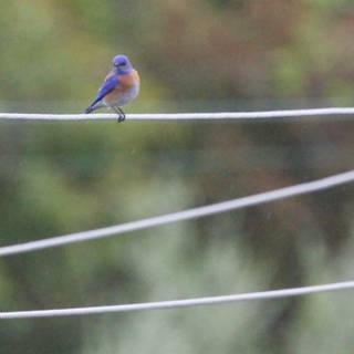 Serenity in Blue