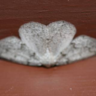 Graceful Gray Moth