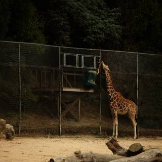 Magnificent Giraffe at the Oakland Zoo