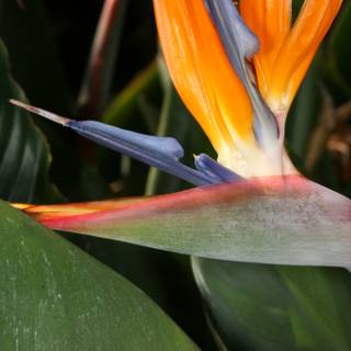 Beautiful Bird of Paradise Flower