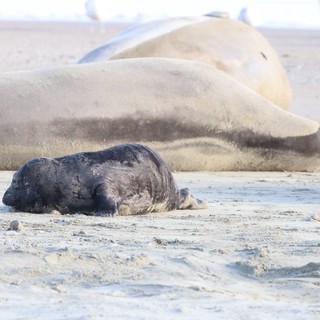 Newborn Elephant Seal Pup Resting Beside Mother on Beach