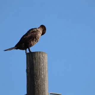 Cormorant Preening on Weathered Wooden Post at Dusk