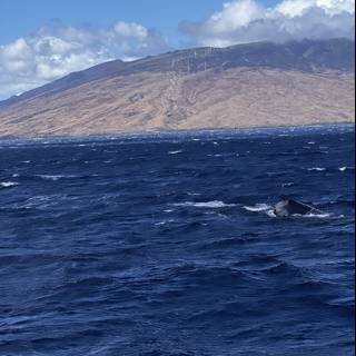 Humpback Whale Swims by Majestic Mountain