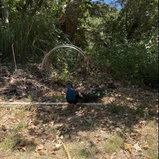 Peacock's Paradise
